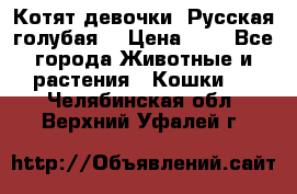 Котят девочки “Русская голубая“ › Цена ­ 0 - Все города Животные и растения » Кошки   . Челябинская обл.,Верхний Уфалей г.